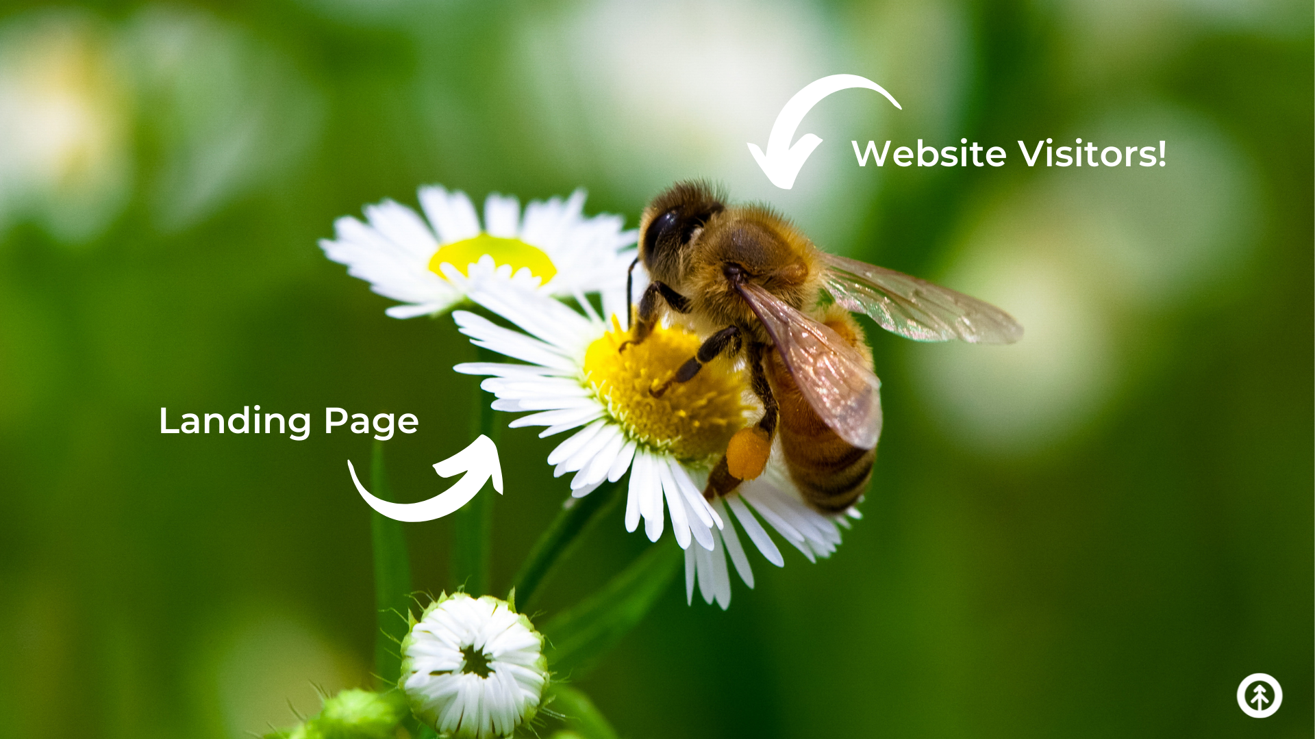 bee-landing-daisy-concept-growth-marketing-firm