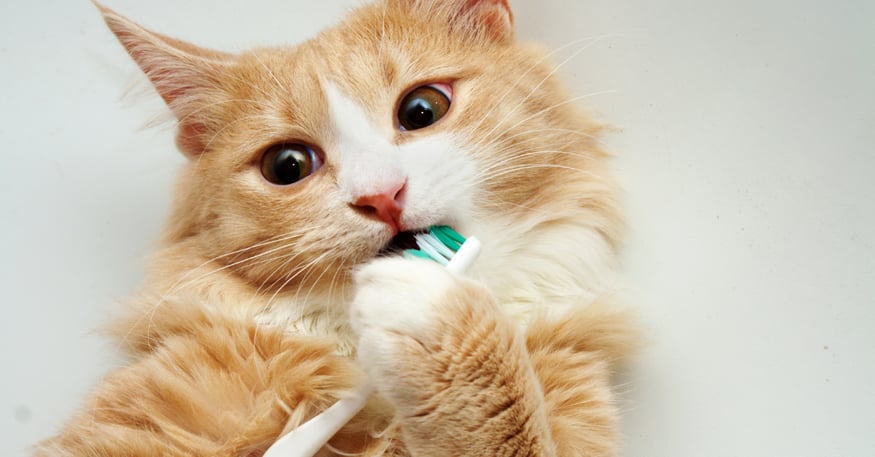 Yellow cat with a toothbrush in its mouth.