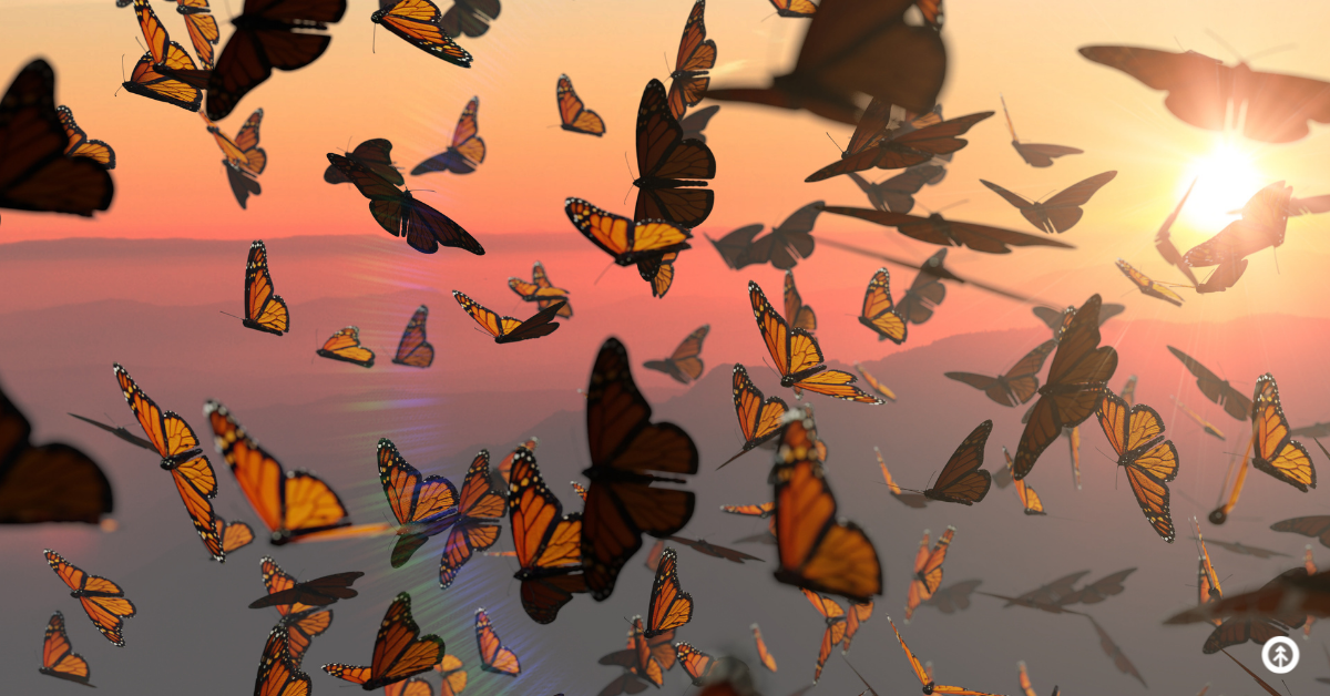 Monarch butterflies migrating over a mountain range at sunset.