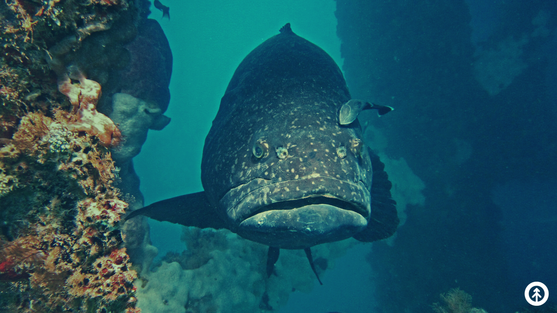 A giant grouper on a reef off the coast of Florida.