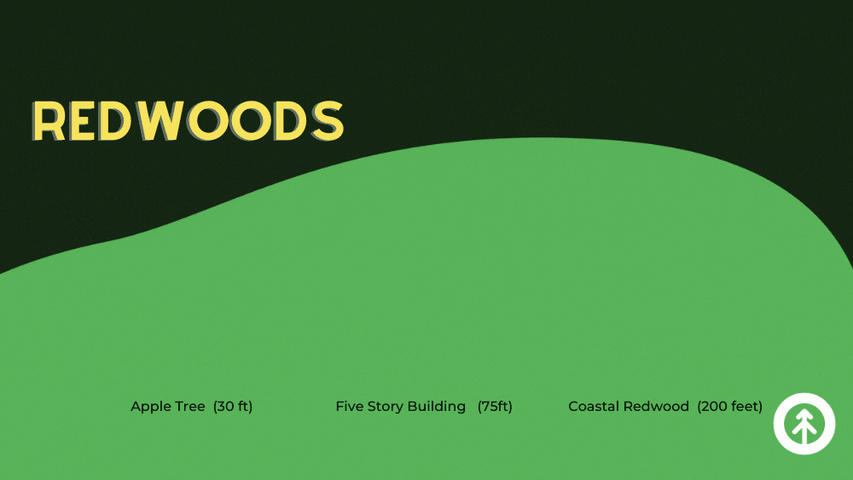 An infographic that shows the height of a redwood tree in comparison to an apple tree and a five-story building. 
